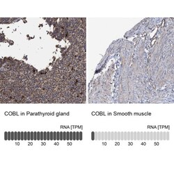 COBL Antibody, Novus Biologicals:Antibodies:Primary Antibodies